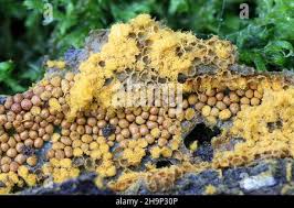 Attēlu rezultāti vaicājumam “Trichia scabra sessile”