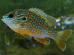 Image result for Lepomis cyanellus