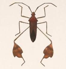 Attēlu rezultāti vaicājumam “Badhamiopsis ainoae sessile”