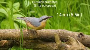 Attēlu rezultāti vaicājumam “Sitta europaea male”