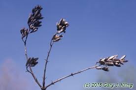 Attēlu rezultāti vaicājumam “Syringa vulgaris fruit”