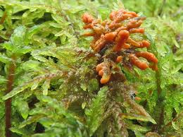 Attēlu rezultāti vaicājumam “Serpoleskea subtilis”