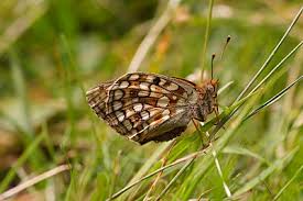 Attēlu rezultāti vaicājumam “Argynnis niobe underside”