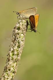 Attēlu rezultāti vaicājumam “Thymelicus sylvestris”