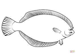 Image result for Pseudopleuronectes americanus