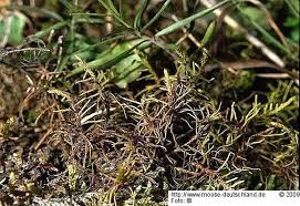 Attēlu rezultāti vaicājumam “Abietinella abietina var. hystricosa”