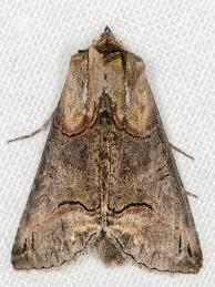 Attēlu rezultāti vaicājumam “Abrostola triplasia”