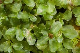 Attēlu rezultāti vaicājumam “Rhizomnium punctatum sporophyte”