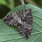 Attēlu rezultāti vaicājumam “Hydriomena impluviata”