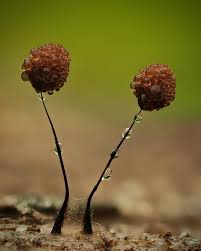 Attēlu rezultāti vaicājumam “Comatricha nigra spores”