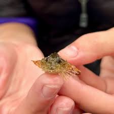 Image result for Myoxocephalus scorpius