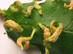 Attēlu rezultāti vaicājumam “Eriophyes padi”