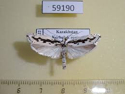 Attēlu rezultāti vaicājumam “Depressariidae”