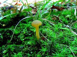 Attēlu rezultāti vaicājumam “Leotia lubrica”