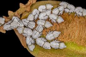 Attēlu rezultāti vaicājumam “Membracidae”