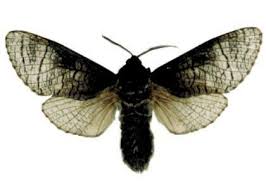 Attēlu rezultāti vaicājumam “Lamellocossus terebra”