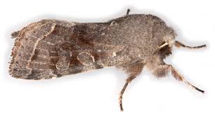 Attēlu rezultāti vaicājumam “Orthosia incerta”