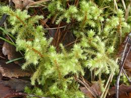 Attēlu rezultāti vaicājumam “Rhytidiadelphus triquetrus sporophyte”