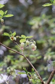 Attēlu rezultāti vaicājumam “Menziesia ferruginea flower”