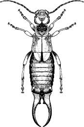 Attēlu rezultāti vaicājumam “Forficula auricularia male”