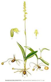 Attēlu rezultāti vaicājumam “Herminium monorchis leaf”