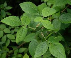 Attēlu rezultāti vaicājumam “Rosa subcanina leaf”