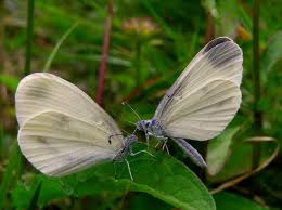 Attēlu rezultāti vaicājumam “Leptidea sinapis underside”