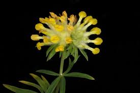 Image result for Anthyllis vulneraria