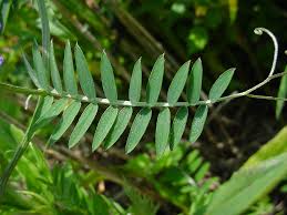 Attēlu rezultāti vaicājumam “Vicia cracca fruit”