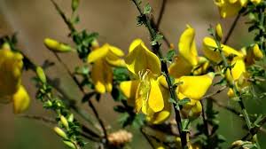 Image result for Cytisus scoparius