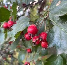Attēlu rezultāti vaicājumam “Crataegus macracantha fruit”
