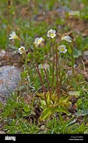 Attēlu rezultāti vaicājumam “Pinguicula alpina flower”