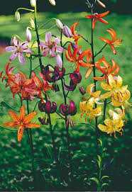Attēlu rezultāti vaicājumam “Lilium martagon flower”