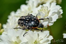 Attēlu rezultāti vaicājumam “Oxythyrea funesta”