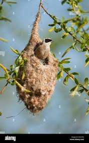 Image result for Remiz pendulinus