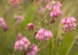 Attēlu rezultāti vaicājumam “Erica tetralix”