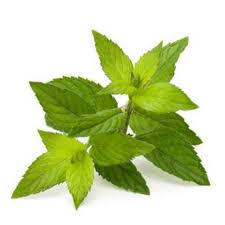 Image result for Mentha piperita