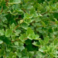 Attēlu rezultāti vaicājumam “Ribes alpinum”