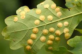 Attēlu rezultāti vaicājumam “Neuroterus quercusbaccarum”