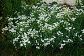 Attēlu rezultāti vaicājumam “Gypsophila paniculata leaf”