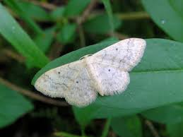 Attēlu rezultāti vaicājumam “Idaea biselata”
