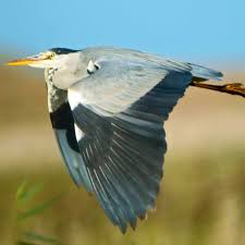 Image result for heron