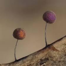 Attēlu rezultāti vaicājumam “Lamproderma sp.”