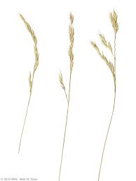 Attēlu rezultāti vaicājumam “Festuca rubra subsp. rubra fruit”