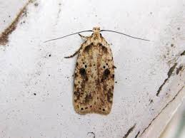 Attēlu rezultāti vaicājumam “Agonopterix aranella”