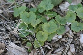 Image result for Glechoma hederacea