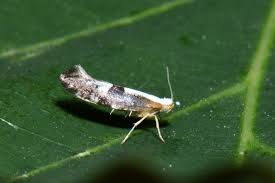 Attēlu rezultāti vaicājumam “Argyresthia spinosella”