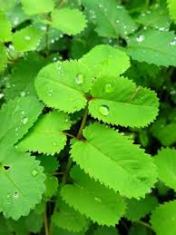 Attēlu rezultāti vaicājumam “Sanguisorba officinalis leaf”