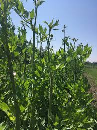 Attēlu rezultāti vaicājumam “Levisticum officinale leaf”
