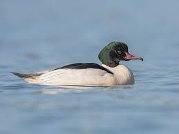 Attēlu rezultāti vaicājumam “Mergus merganser”